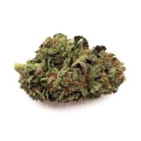 buy master Kush strain