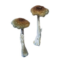 Brazilian Magic Mushrooms